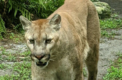 tropical plantation tour florida panther